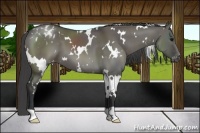 Horse Color:White Spotted Grullo Blanket 
