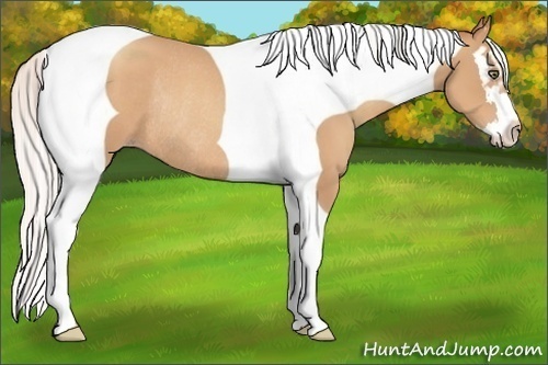 Horse Color:Silver Classic Champagne Splash Tobiano Frame Rabicano 