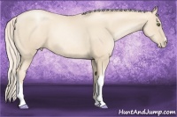 Horse Color:Gold Cream Champagne Pearl 