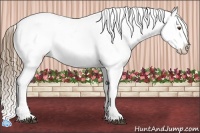 Horse Color:Liver Chestnut Pearl Appaloosa 