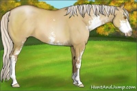Horse Color:Silver Grullo Pearl Sabino 