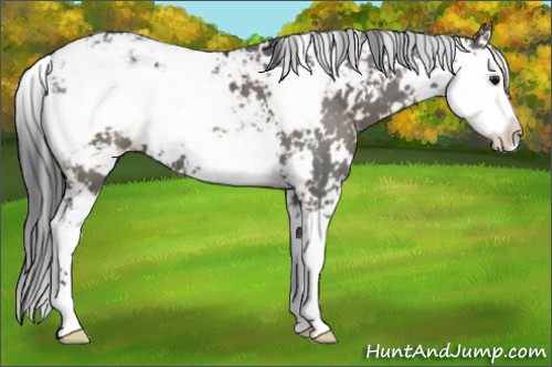 Horse Color:Grullo Sabino