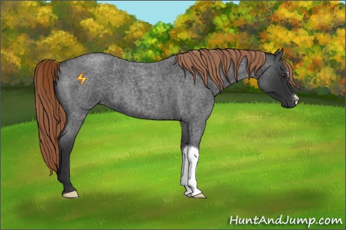 Horse Color:Liver Red Roan 