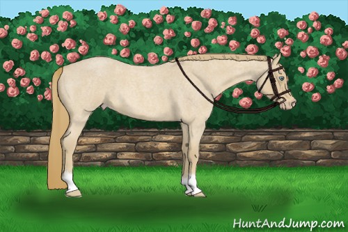 Horse Color:Perlino Roan 