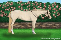 Horse Color:Perlino Roan 