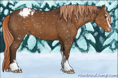 Horse Color:Liver Chestnut Sabino Appaloosa 