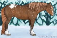 Horse Color:Liver Chestnut Sabino Appaloosa 