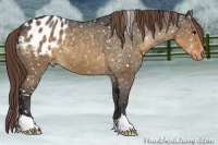 Horse Color:Buckskin Dun Appaloosa 