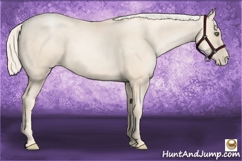 Horse Color:Gold Cream Champagne Pearl 
