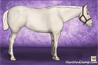 Horse Color:Gold Cream Champagne Pearl