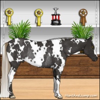 Horse Color:White Spotted Liver Chestnut Rabicano 