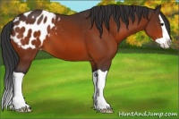 Horse Color:Bay Splash Appaloosa 
