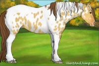 Horse Color:Buckskin Dun Tobiano Appaloosa