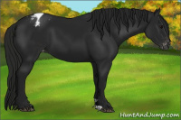 Horse Color:Gray Black Appaloosa