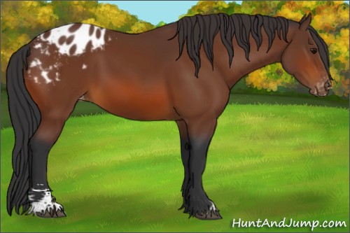Horse Color:Bay Sabino Appaloosa