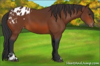 Horse Color:Bay Sabino Appaloosa 
