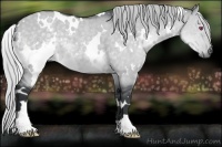 Horse Color:White Spotted Silver Grullo Chinchilla 