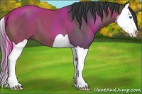 Horse Color:Bay Splash 