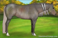 Horse Color:Silver Black Rabicano 
