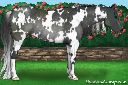 Horse Color:White Spotted Black Rabicano 