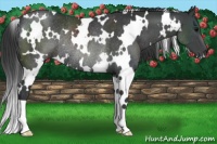 Horse Color:White Spotted Black Rabicano 