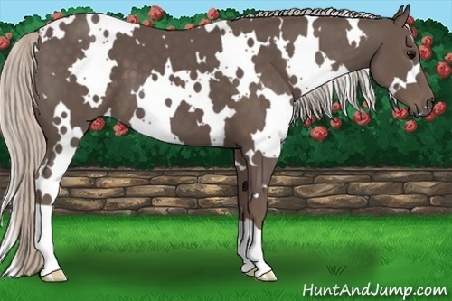 Horse Color:White Spotted Silver Black 