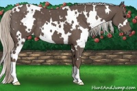 Horse Color:White Spotted Silver Black 
