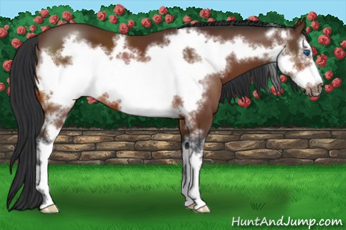 Horse Color:Bay Sabino Frame