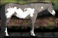 Horse Color:Grullo Frame 