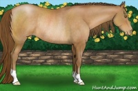 Horse Color:Bay Pearl Rabicano
