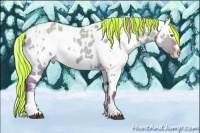 Horse Color:Painted Palomino Dun Appaloosa Rabicano  and Painted Palomino Pearl Dun Frame Appaloosa 