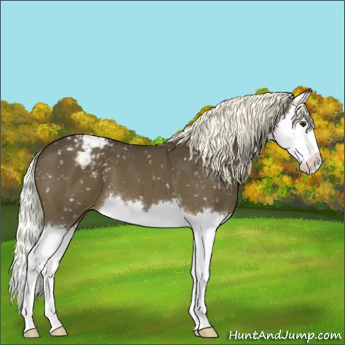 Horse Color:Liver Chestnut Splash Appaloosa 