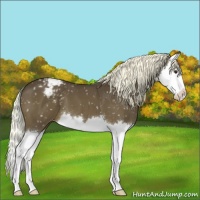 Horse Color:Liver Chestnut Splash Appaloosa