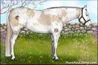 Horse Color:White Spotted Bay Ice Pearl Splash