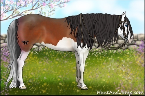 Horse Color:Bay Splash 