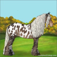 Horse Color:Liver Chestnut Mushroom Appaloosa 
