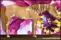 Horse Color:White Spotted Gold Champagne