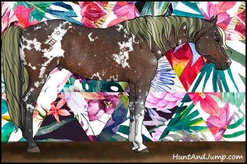 Horse Color:Painted White Spotted Bay Rabicano