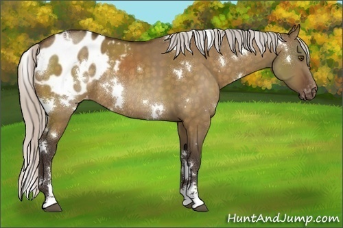 Horse Color:White Spotted Silver Bay Dun Sabino Appaloosa Rabicano