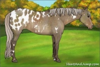 Horse Color:White Spotted Silver Grullo Sabino Appaloosa Rabicano