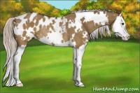 Horse Color:White Spotted Silver Brown Dun Splash Appaloosa Rabicano