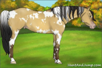 Horse Color:Gray White Spotted Amber Champagne Dun 