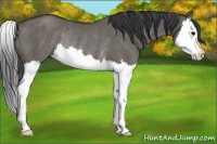 Horse Color:Grullo Sabino Splash Rabicano 