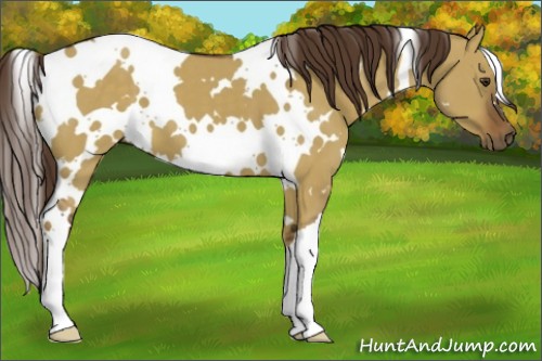 Horse Color:White Spotted Liver Red Dun