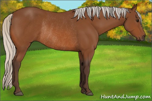 Horse Color:Silver Bay Rabicano