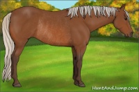 Horse Color:Silver Bay Rabicano 