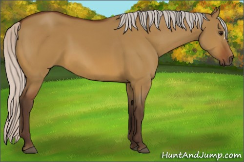Horse Color:Silver Bay Dun 