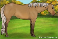 Horse Color:Silver Bay Dun 