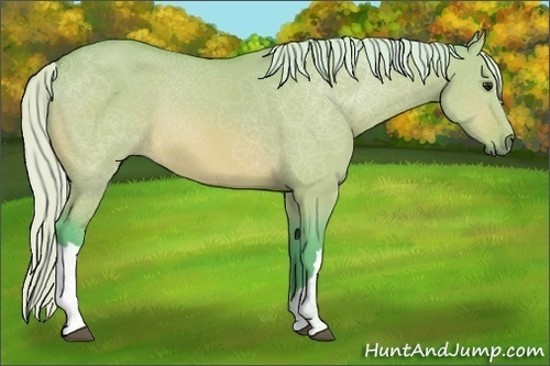 Horse Color:Watercolor Silver Bay Dun