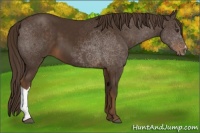 Horse Color:Liver Chestnut 